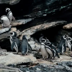 Things to do on a rainy day in Lisbon aquarium